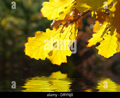 Giallo a secco di foglie di quercia su acqua Foto Stock