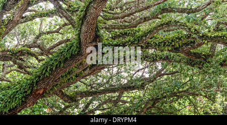 Fiume alberi di quercia e risurrezione di felci Foto Stock