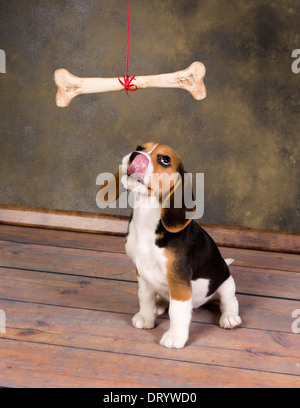 Sette settimane vecchio piccolo grazioso cucciolo beagle guardando un enorme osso Foto Stock