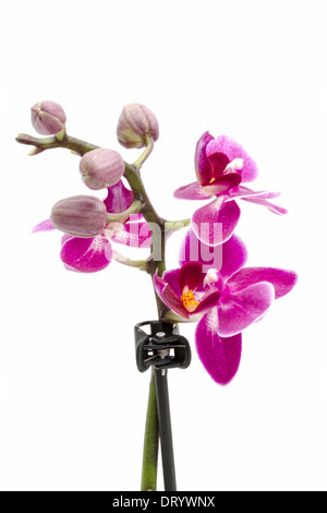 Mini orchid isolati su sfondo bianco Foto Stock