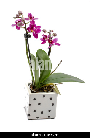 Mini orchid isolati su sfondo bianco Foto Stock