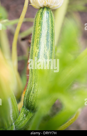 Zucchine (Cucurbita pepo) cresce in giardino Foto Stock