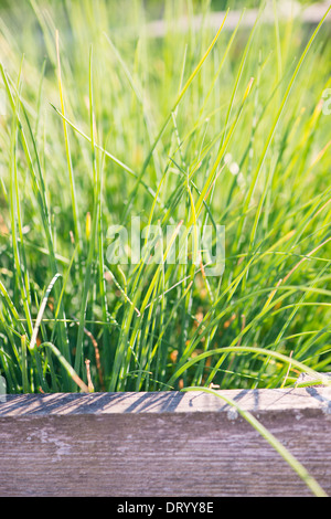 Erba cipollina (Allium schoenoprasum) cresce in giardino Foto Stock