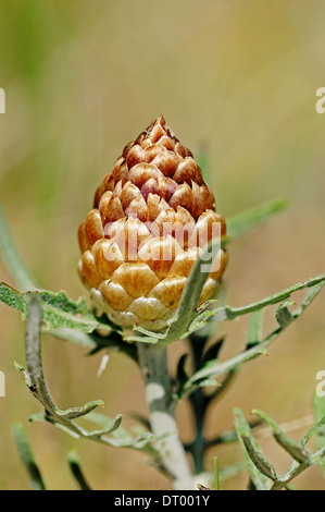 Fiordaliso cono, pigne, Fiordaliso Thistle Pigna (Leuzea conifera), Provenza, Francia meridionale Foto Stock