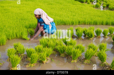 Donna indiana la raccolta di nuove piante di riso in preparazione per la piantumazione di un nuovo campo di risone. Andhra Pradesh. India Foto Stock