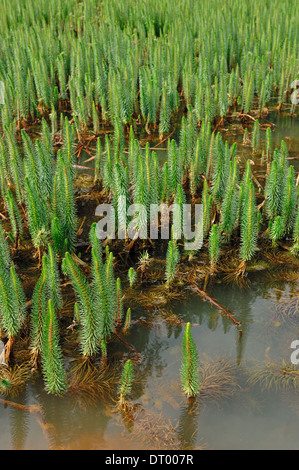 Marestail o comuni o Mares-coda (Hippuris vulgaris), Nord Reno-Westfalia, Germania Foto Stock