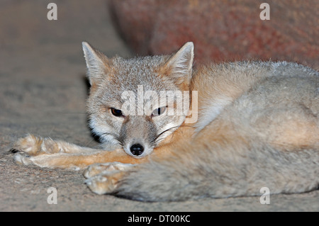 Swift volpe (Vulpes vulpes velox) Foto Stock