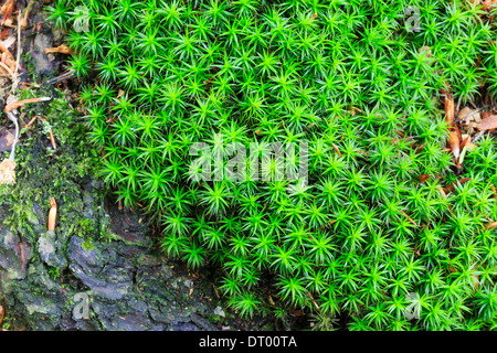 Capelli moss, Polytrichum formosum = Polytrichastrum formosum, Normandia, Francia Foto Stock