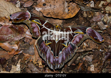 La tignola, appoggiato sulla figliata di foglia, Danum Valley, Sabah, Malaysia orientale, Borneo Foto Stock