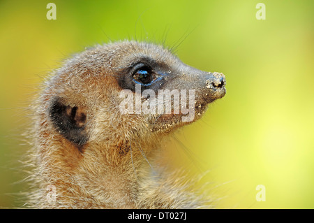 Meerkat o Suricate (Suricata suricatta) Foto Stock