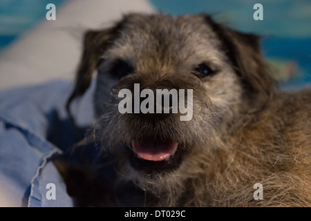 Border terrier pet cane dorme felice letto rilassante Foto Stock