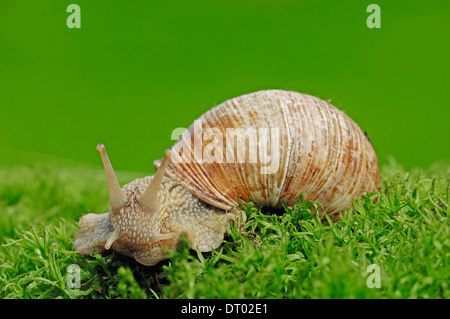 Lumache commestibili (Helix pomatia), Nord Reno-Westfalia, Germania Foto Stock