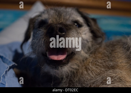 Border terrier cane rilassante i cuscini del letto Foto Stock