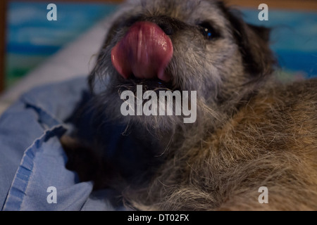 Linguetta border terrier cane leccare rilassante felice Foto Stock