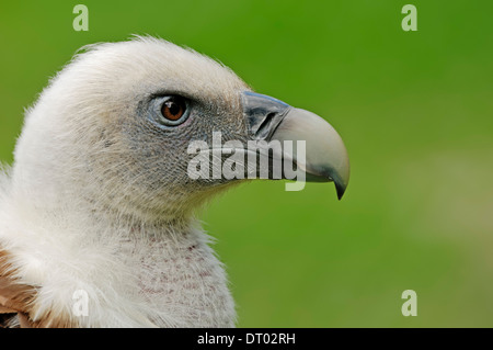 Grifone (Gyps fulvus) Foto Stock