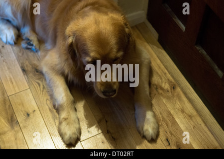 Il golden retriever labrador addomesticati pet dog face Foto Stock