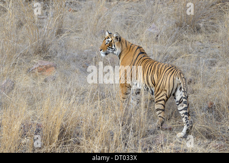 Tigre del Bengala ( Panthera tigris tigris ) stalking. Foto Stock