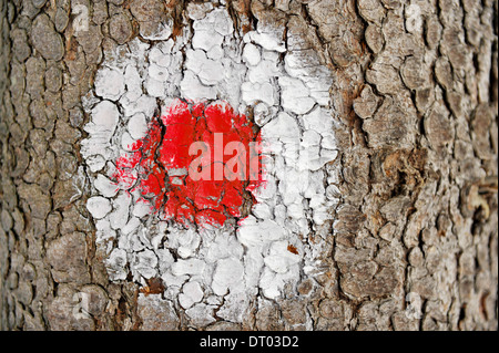 Red dot segno segnando un itinerario turistico su un pino di corteccia di albero Foto Stock