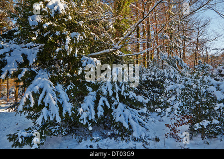 Foresta di conifere nella neve profonda, nella Haldon colline nr Mamhead, nr Exeter Devon, Gran Bretagna. Foto Stock