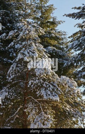 Foresta di conifere nella neve profonda, nella Haldon colline nr Mamhead, nr Exeter Devon, Gran Bretagna. Foto Stock