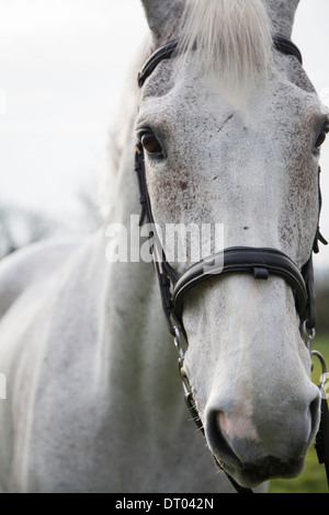 Grigio testa di cavalli da vicino Foto Stock
