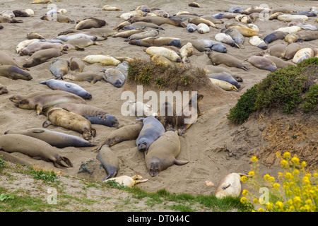 California foche elefanti in PIEDRAS BLANCAS punto nel sud Big Sur inn Pacific Highway 1 Foto Stock