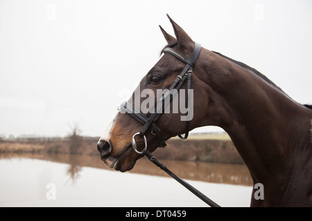 Marrone a cavallo, in prossimità della testa di cavallo con briglia sul fuori da un lago in campagna NEL REGNO UNITO Foto Stock