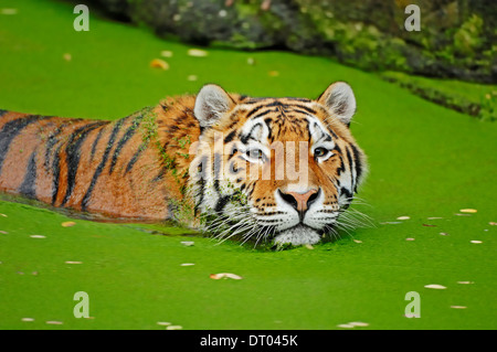 Tigre Siberiana o tigre di Amur (Panthera tigris altaica), nuoto Foto Stock