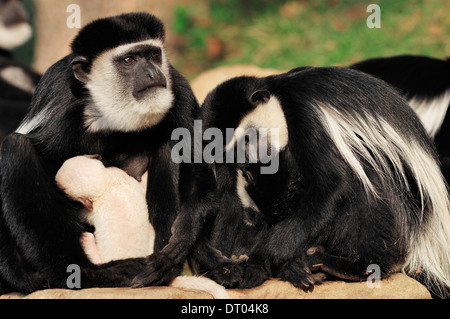 In bianco e nero Colobus Monkey o Mantled (Guereza Colobus guereza), le femmine con i giovani Foto Stock