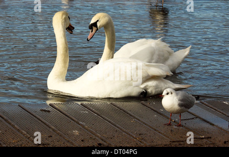 Cigni , Cygnus olor a Cosmeston Lake, Galles del Sud Foto Stock