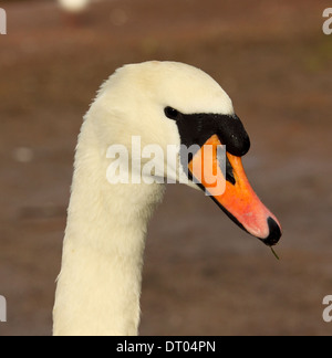 Cigno, Cygnus olor a Cosmeston Lake, Galles del Sud Foto Stock