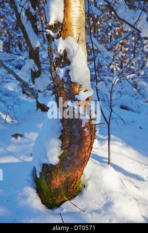 Una betulla nella neve profonda, nella Haldon sulle colline vicino a Mamhead, vicino a Exeter Devon, Gran Bretagna. Foto Stock