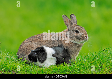 Coniglio nano o coniglio domestico domestico e di cavia (cavia porcellus) Foto Stock