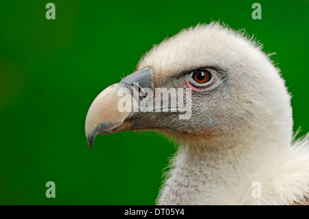 Grifone (Gyps fulvus) Foto Stock