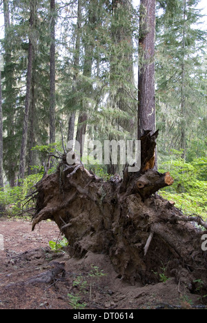 Radici esposte di caduta di una ponderosa pine tree decadendo nel Okanogan-Wenatchee National Forest, nr salmone le Sac, WA, Stati Uniti d'America Foto Stock