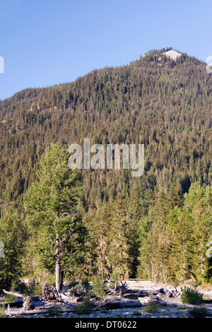 Foresta di pini, ai piedi dei monti Cascade e Cle Elum river, Okanogan-Wenatchee National Forest, WA, Stati Uniti d'America Foto Stock