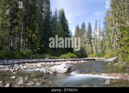 Cle Elum fiume e pini ponderosa di Okanogan-Wenatchee National Forest, salmone la Sac, Cascade Mountains, WA, Stati Uniti d'America Foto Stock