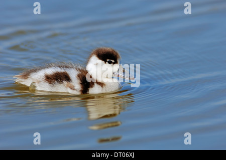 Shelduck comune (Tadorna tadorna), Gosling, Texel, Paesi Bassi Foto Stock