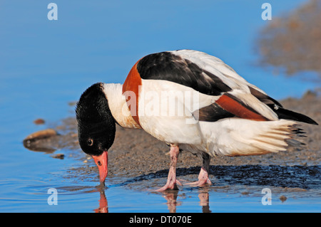 Shelduck comune (Tadorna tadorna), femmina, Texel, Paesi Bassi Foto Stock