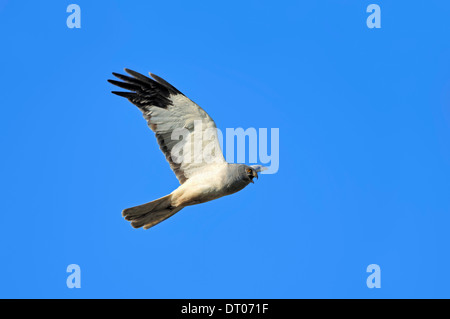 Albanella reale o Northern Harrier (Circus cyaneus), maschio, Texel, Paesi Bassi Foto Stock