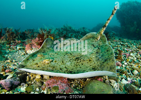 Amblyraja radiata spinosa skate, raggi stellata. Ray nel nord dell'Islanda Foto Stock