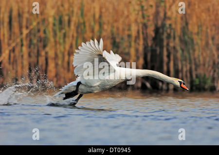 Cigno (Cygnus olor), avviamento, Renania settentrionale-Vestfalia, Germania Foto Stock