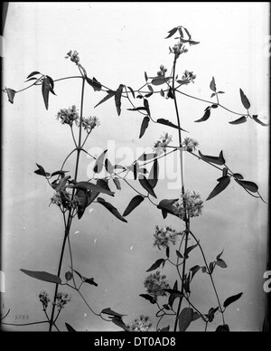 Close-up di un campione di giacinto selvatico (Camassia scilloides), ca.1920 Foto Stock