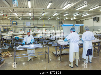 La lavorazione del pesce impianto, Flateyri, West fiordi, Islanda Foto Stock