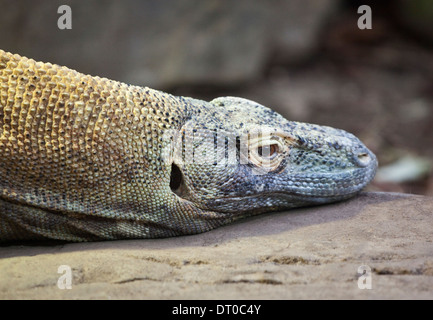 Drago di Komodo (Varanus komodoensis) Foto Stock