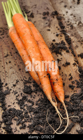 Appena raccolto le carote dal giardino e posti su un asse Foto Stock
