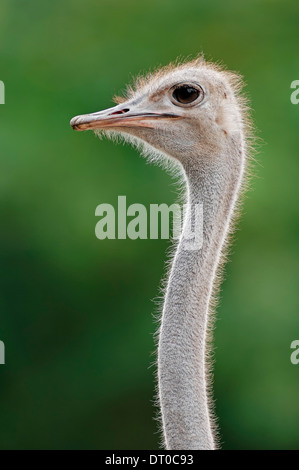 Comune (struzzo Struthio camelus) Foto Stock