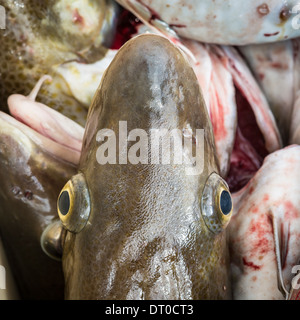 Merluzzi freschi, Occidentale, Islanda Foto Stock