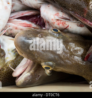 Merluzzi freschi, Occidentale, Islanda Foto Stock