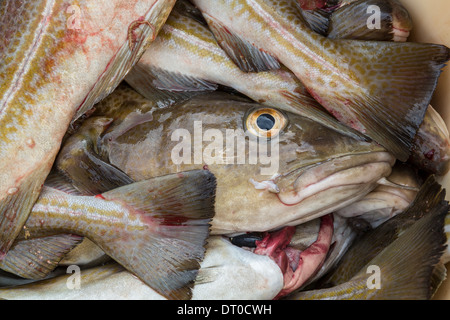 Merluzzi freschi, Occidentale, Islanda Foto Stock